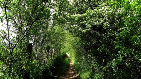 Tunnel végétal