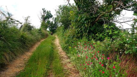 Lychnis