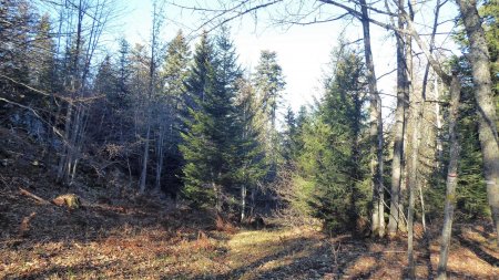 Retour à travers bois