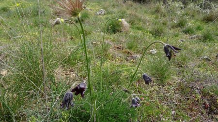 Pulsatilla rubra