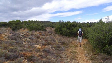 Dans la garrigue