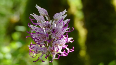 L’orchis singe, lui, est plus rare.