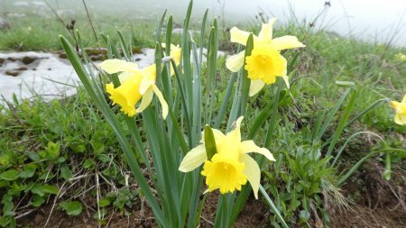  Jonquilles