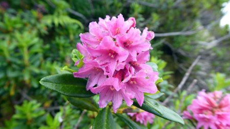 Rhododendrons