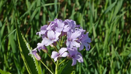 Cardamines