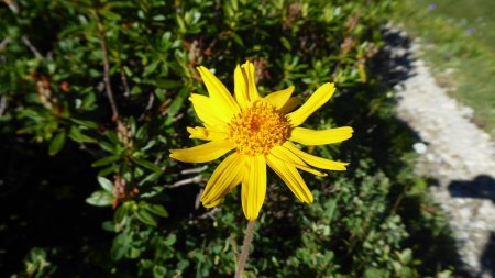 Arnica