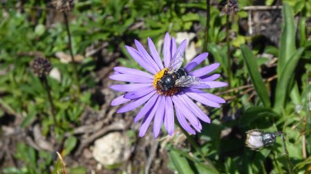 Aster des alpes