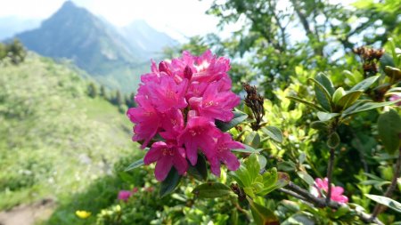 Rhododendrons