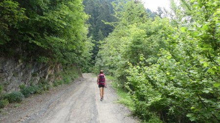 Sur la route forestière vers le parking