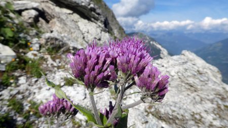 Adénostyle à feuilles d’alliaire