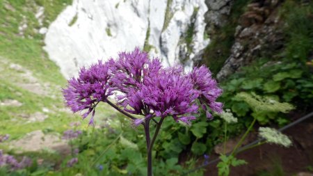 Adénostyle à feuilles d’alliaire