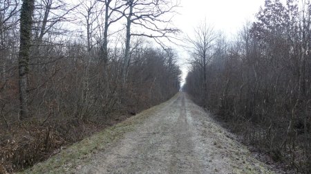 Traversée dans la forêt