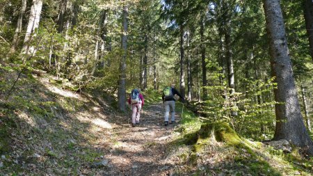 Début de balade très agréable dans la forêt.