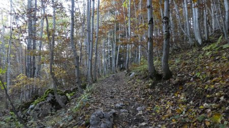 En forêt (à la fraîche)