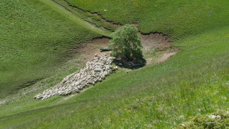 Un arbre ... et beaucoup de moutons !