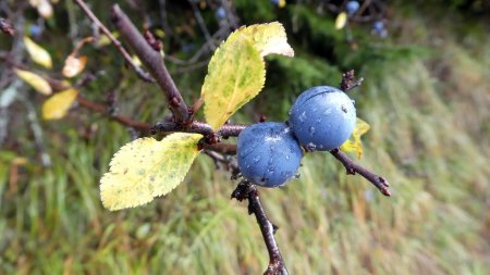 Fruits des bois