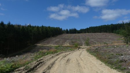 En direction du Tureau des Grands Bois, de vastes coupes forestières