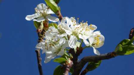 Couleurs du printemps