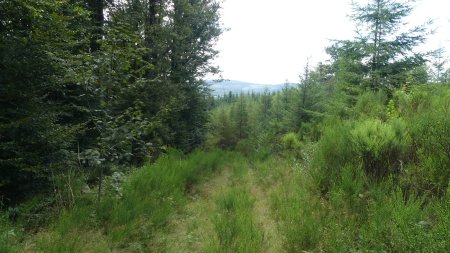 Descente depuis le sommet par un chemin qui a tendance a être grignoté par la végétation