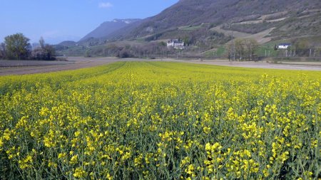  Champ de colza