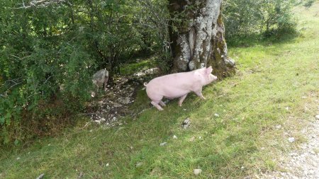 Cochons qui se promènent