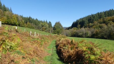 Couleurs automnales pour les fougères et certains arbres