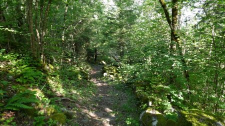 On est pas mal en forêt.