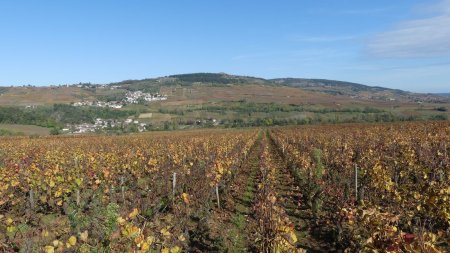 Vignes et mont de Sène