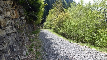 Retour vers la Ramaz par la route forestière