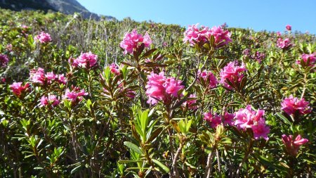 Rhododendrons