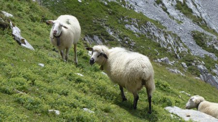  Retour... à nos moutons