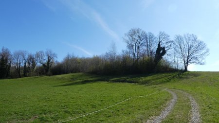 Le Fort de Lestal est derrière ces arbres