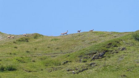 Harde de chamois