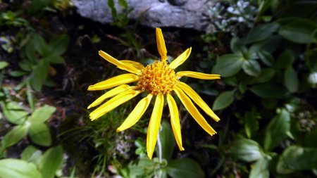 Arnica