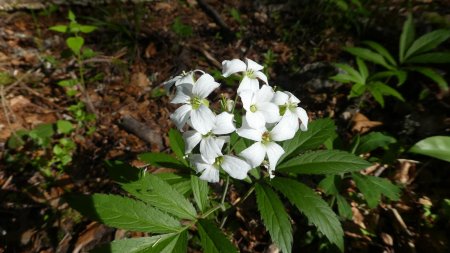 Cardamine