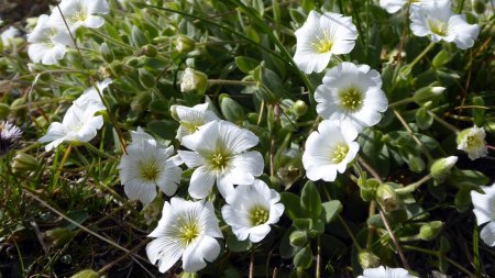 Céraiste à fleurs solitaires ou Céraiste des glaciers