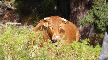 Rencontre en forêt