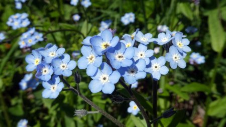 Myosotis