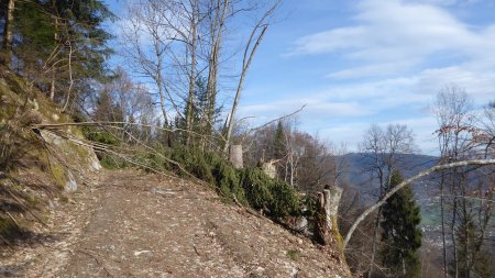 Sur la piste forestière