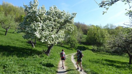 Sentier de la Pomme, vers Montméry