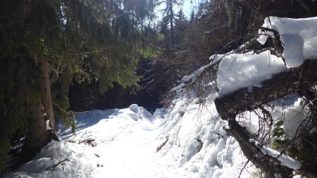 Retour en forêt