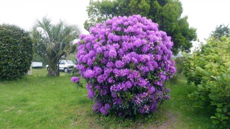   Rhododendrons