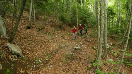 En forêt ; une partie de sentier pas trop boueuse.