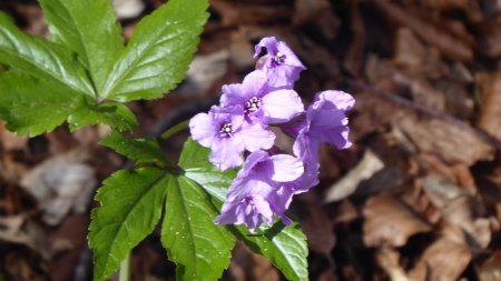 Cardamine