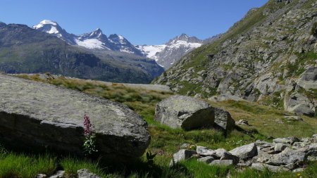 Deux magnifiques Lys Martagon.