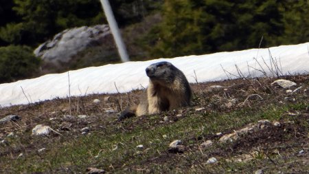 Marmotte