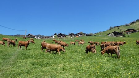 Tarines aux champs