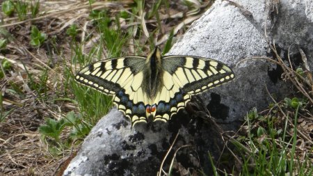 Machaon