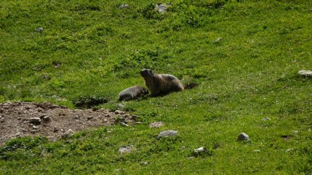 Marmottes