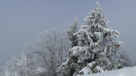 Tout est chargé de neige et de givre.